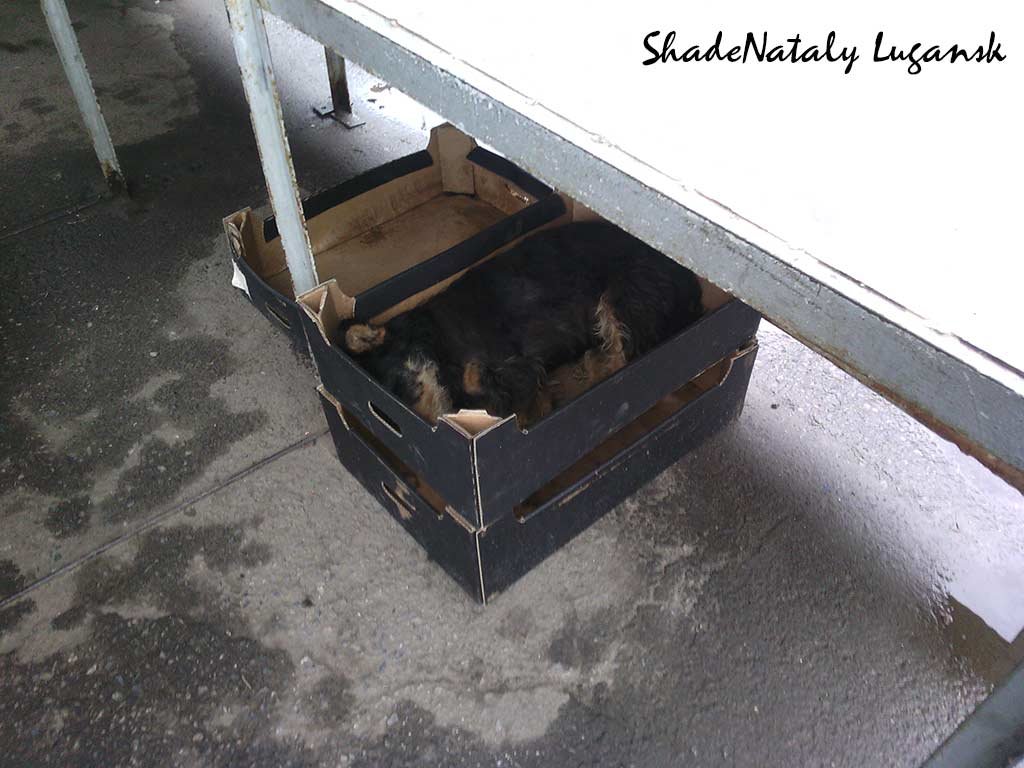 Собака в коробке - Наталья (ShadeNataly) Мельник