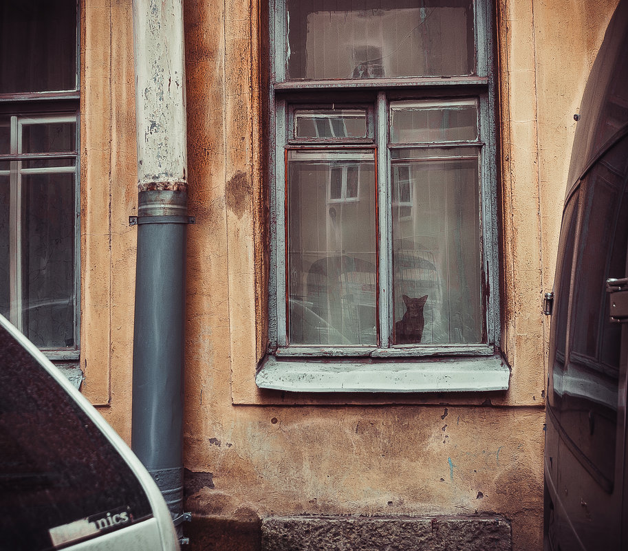 Кот в окне - Олег Загорулько