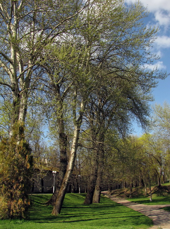 Весна в Летнем парке Пскова - Татьяна Ким 