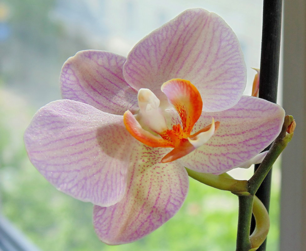 Орхидея на балконе - Ростислав 