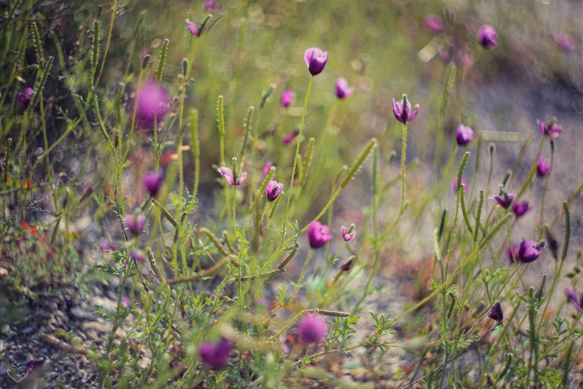 Purple Poppy - Yekaterina Foto