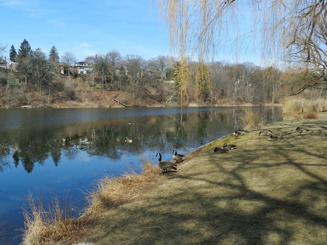 Дикие канадские гуси чувствуют себя хозяевами в парке - Юрий Поляков