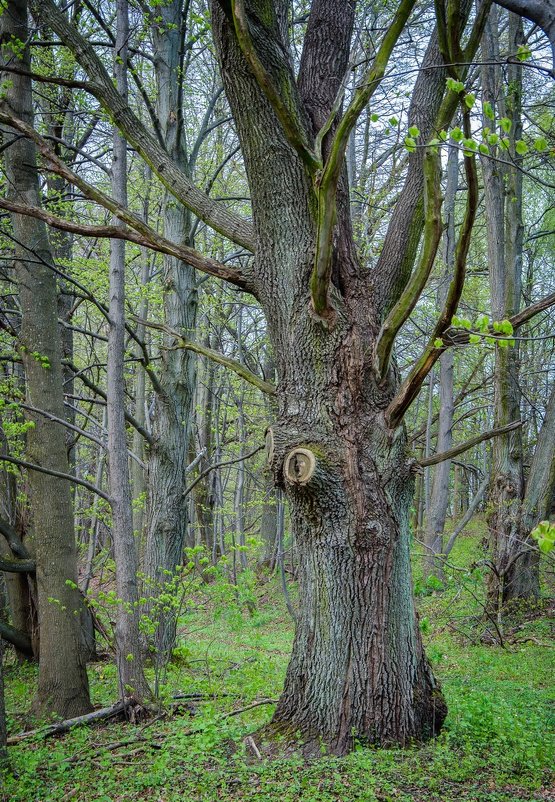 Дух леса - Павел Кухоренко