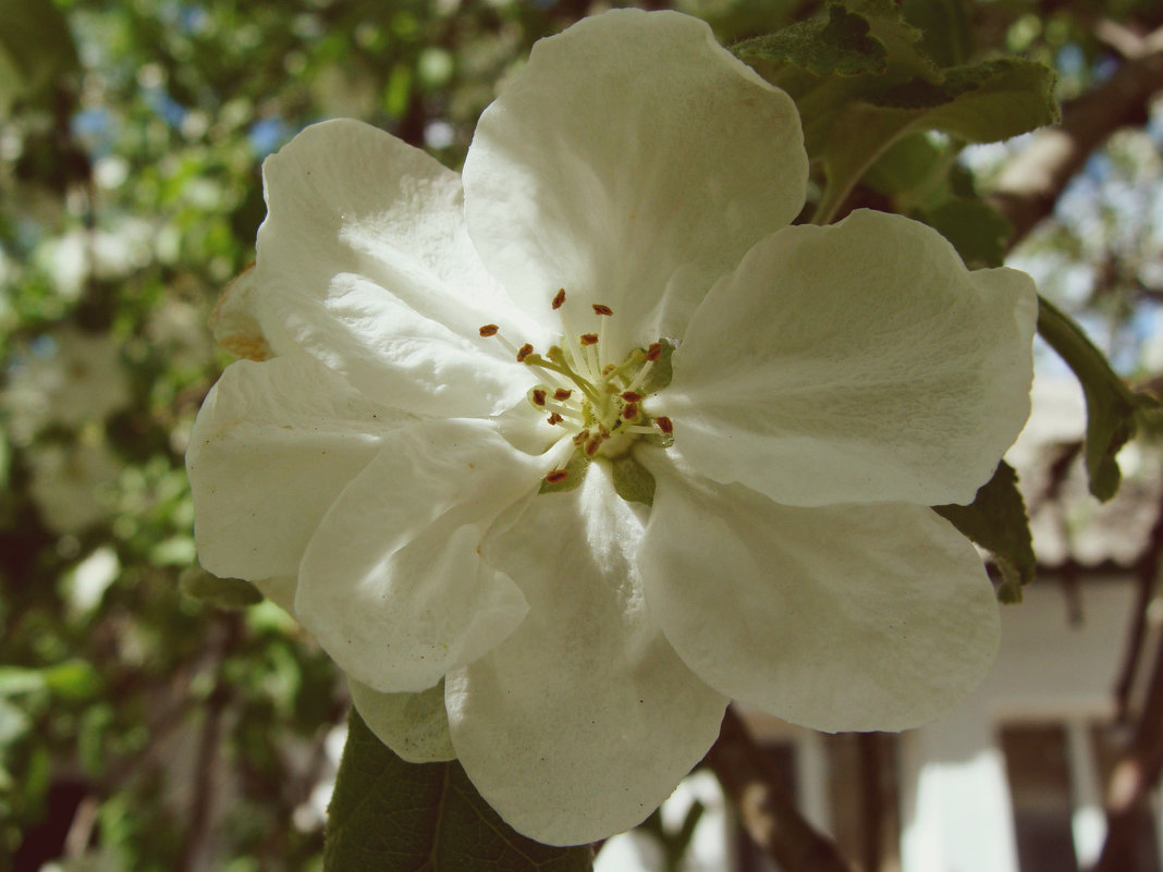 Яблоня в цвету - Varvara Aravrav