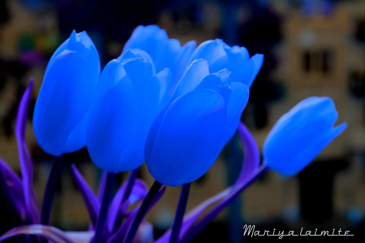 Синие тюльпаны - Mariya laimite