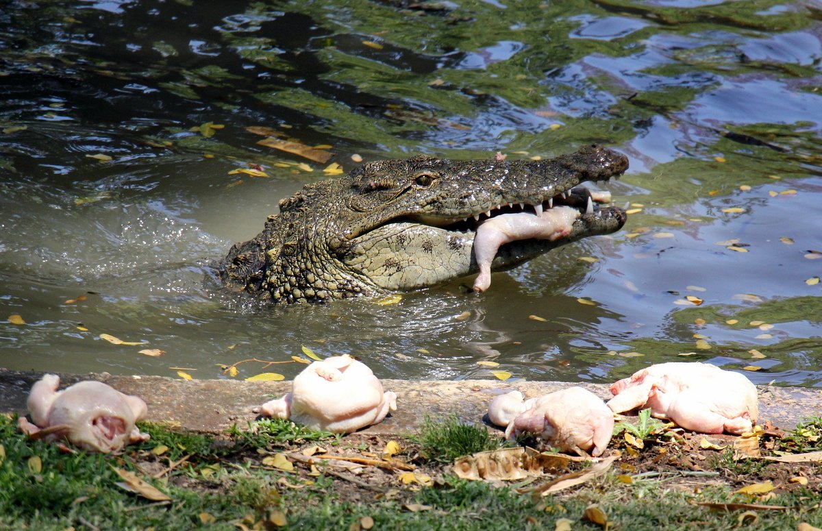 Крокодильчик - vasya-starik Старик
