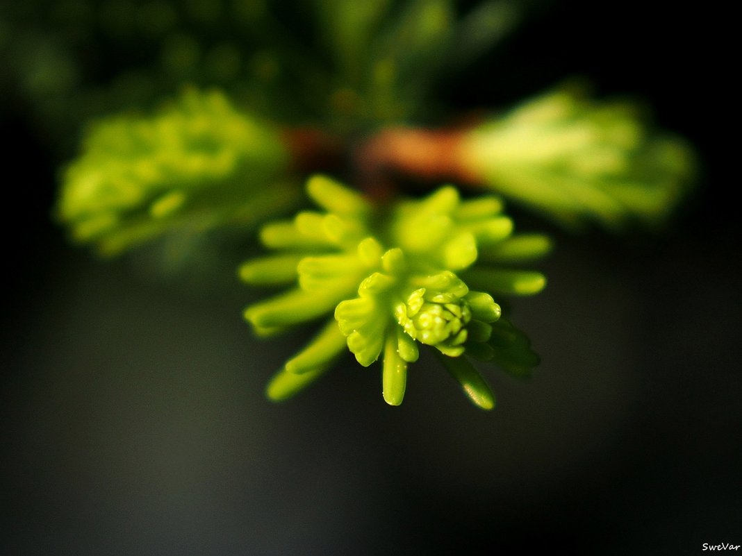 Зеленая Весна - wea *