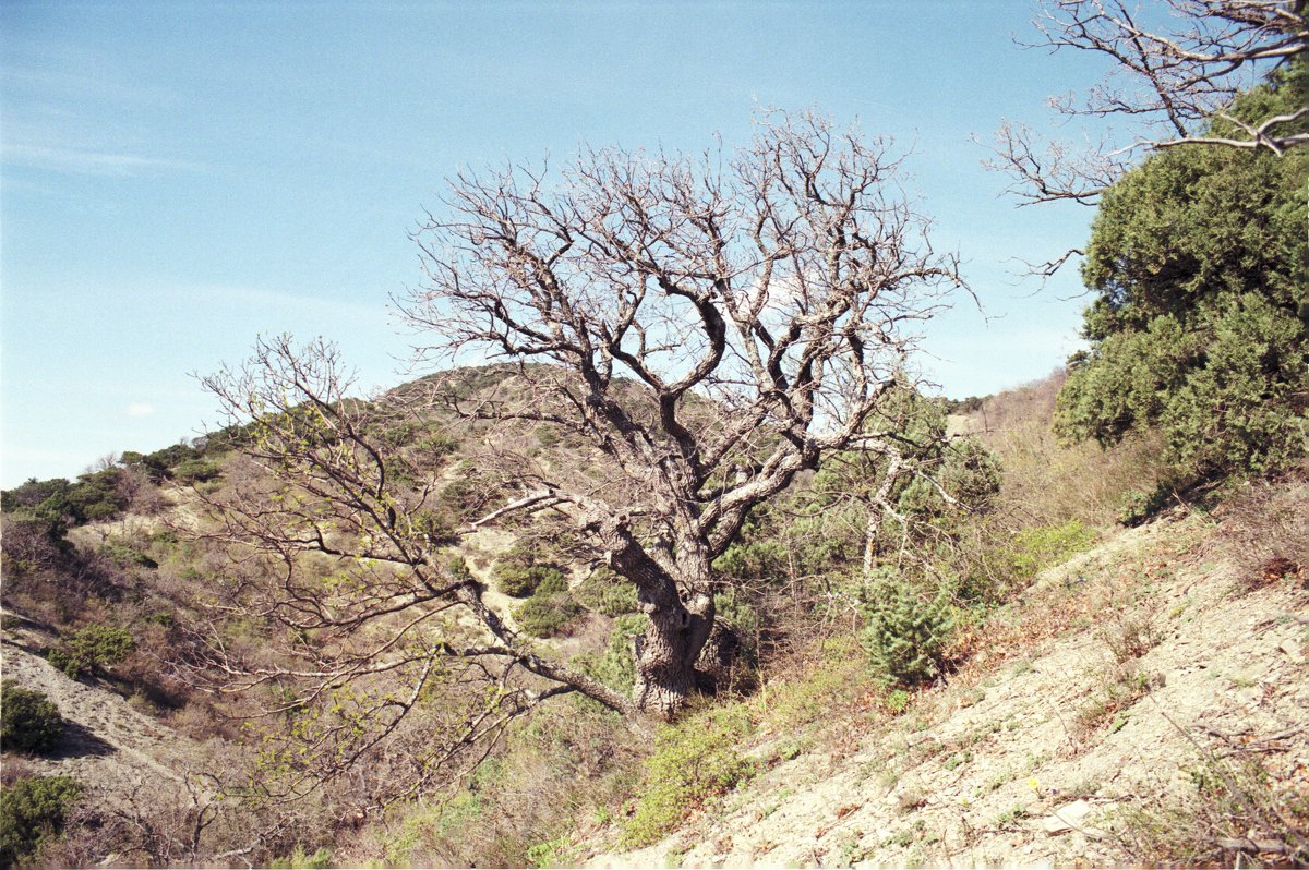 Гуттаперчевое дерево - Георгий Калиберда