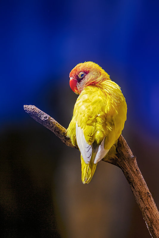 Попугай желтый - Вячеслав М