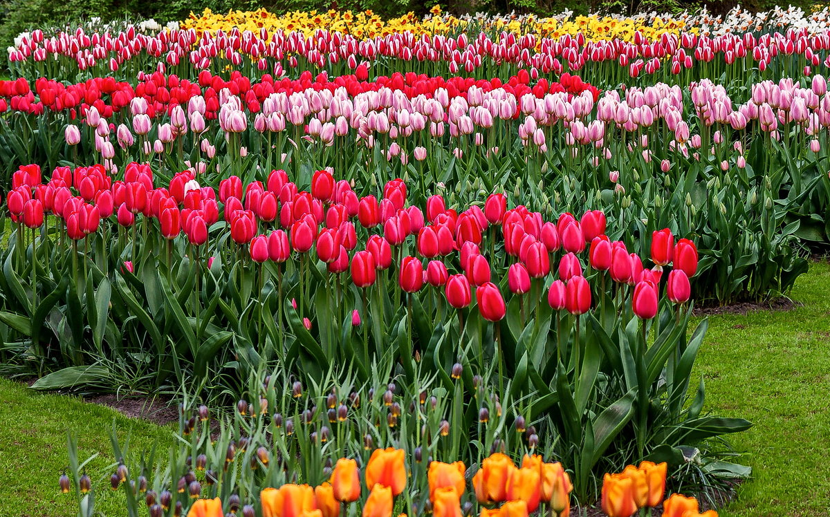 Tulips in Holland 04-2015 (8) - Arturs Ancans