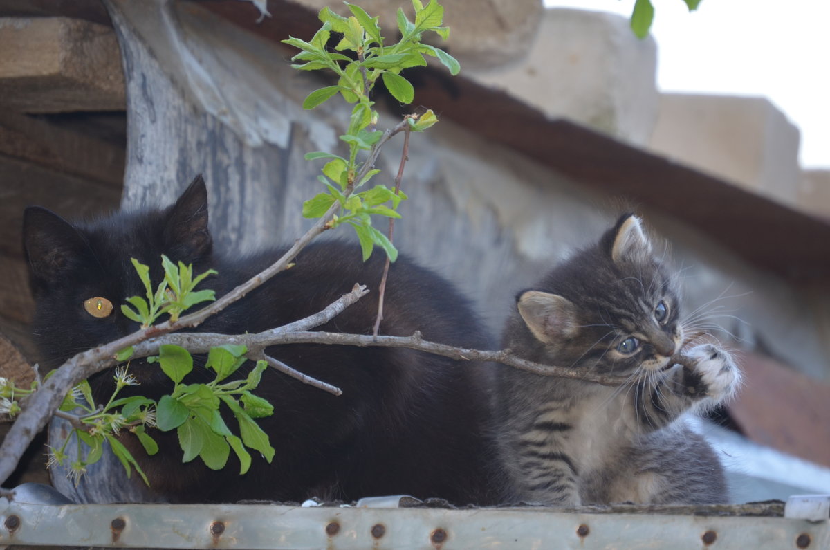 Котэ=) - Маруся Лунина