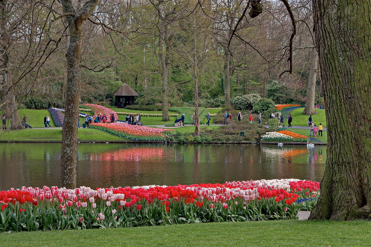 Tulips in Holland 04-2015 (10) - Arturs Ancans