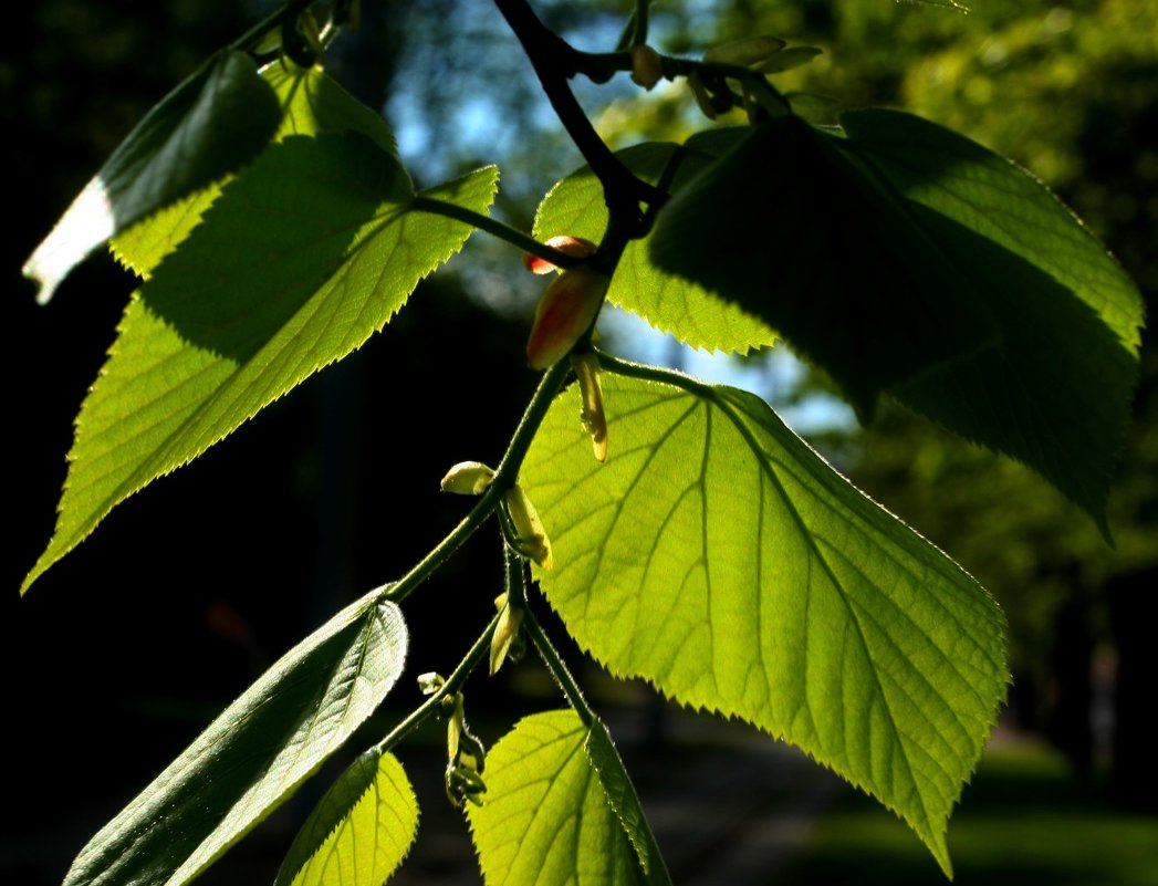 Листья в вечернем Солнце - Viktor Heronin