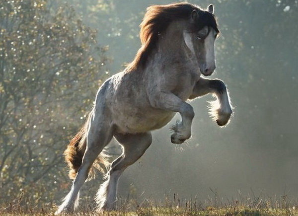 Лошадь - Алёна Дион