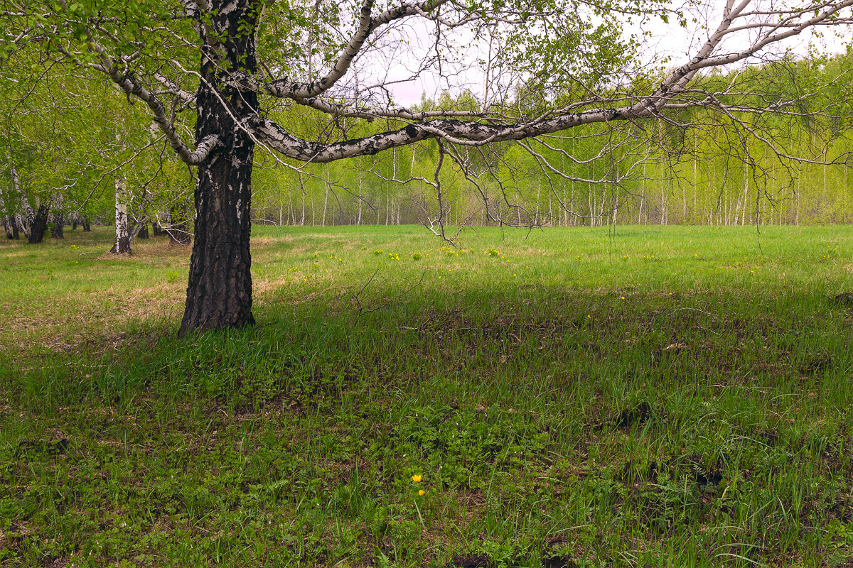 Весенний лес. - Kassen Kussulbaev