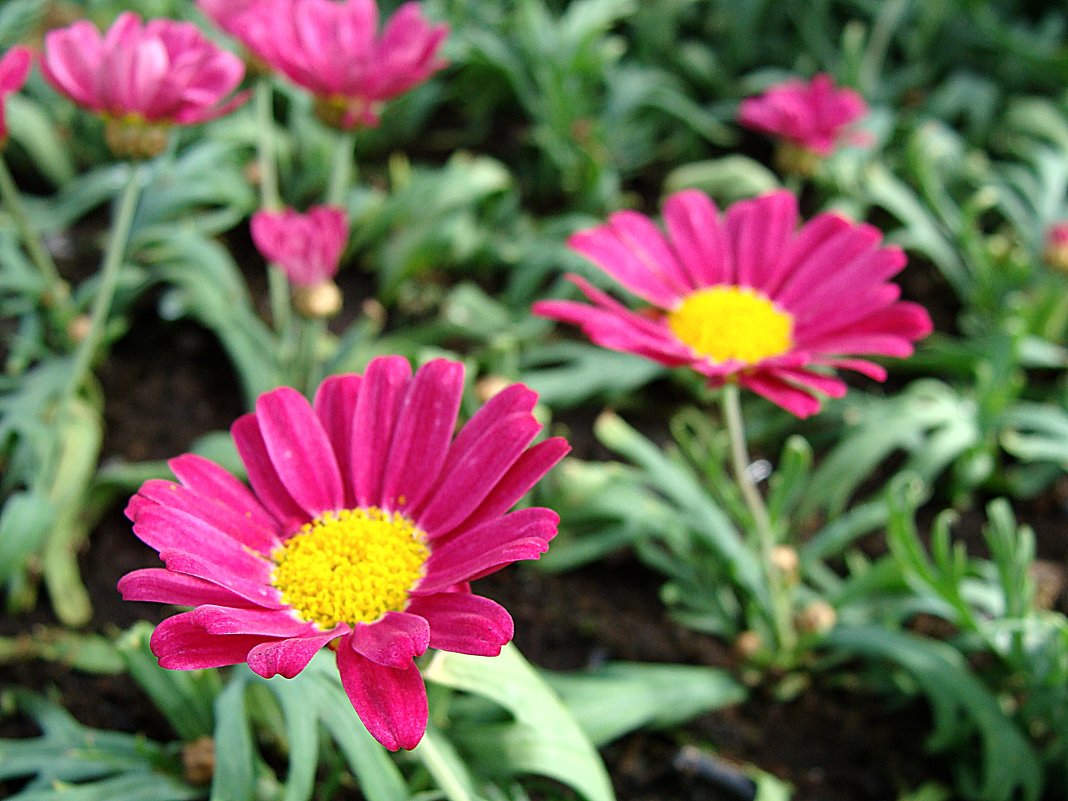 Argyranthemum / Аргирантема - laana laadas