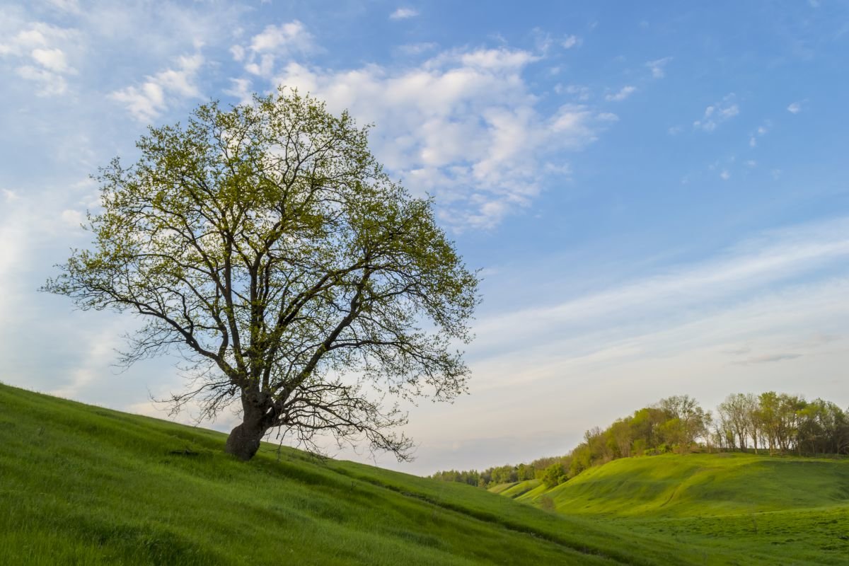 Одинокое дерево на склоне - Сергей Корнев