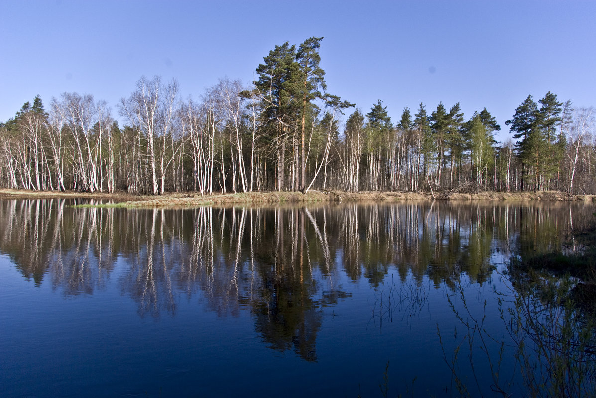 Лес у реки - Шалюхин Павел 