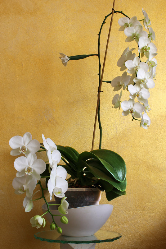моя орхидея - Ефим Журбин