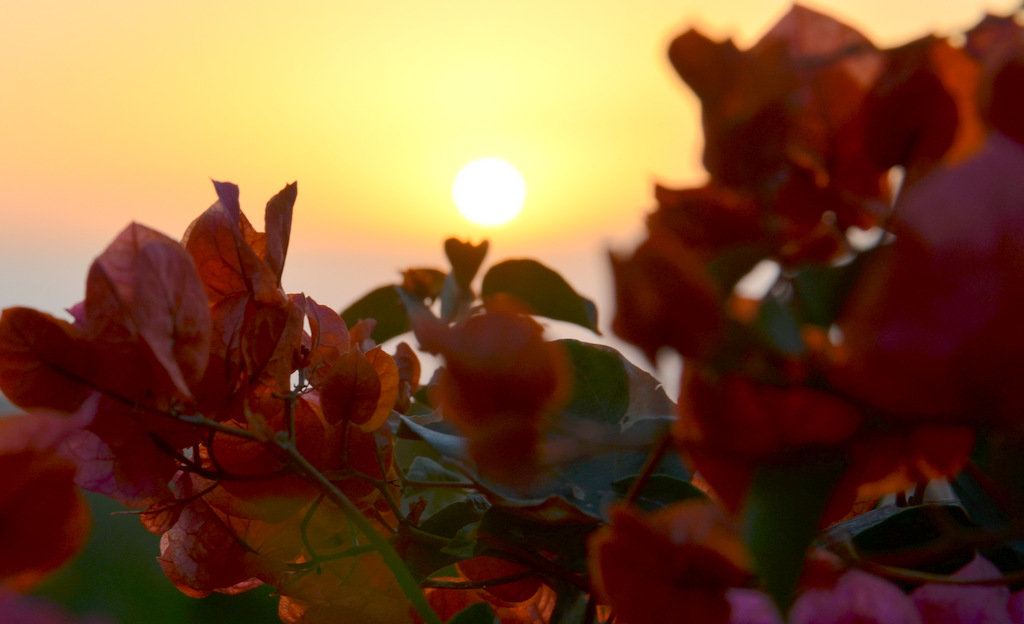 Sunset sun and flowers. - Valentina Severinova