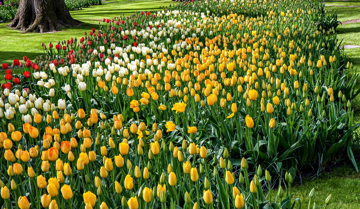 Tulips in Holland 04-2015 (13) - Arturs Ancans