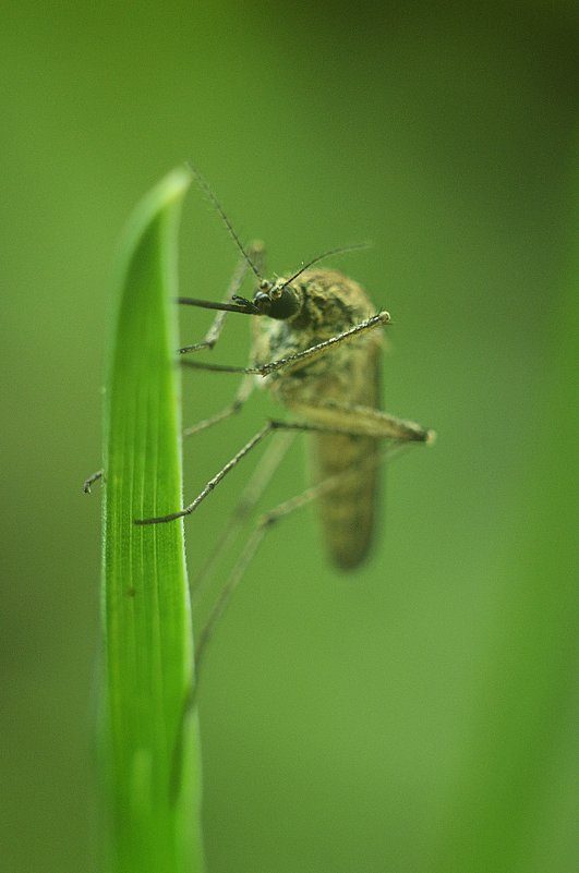 Комар обыкновенный - Вика К.