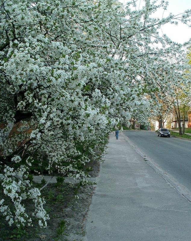 Вдоль тротуара - Сергей Тарабара