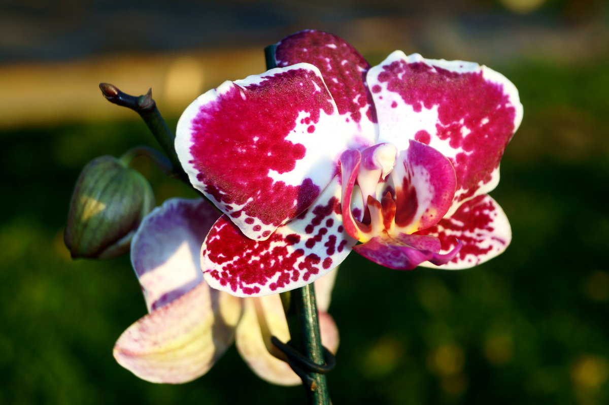 орхидея - владимир володёнок