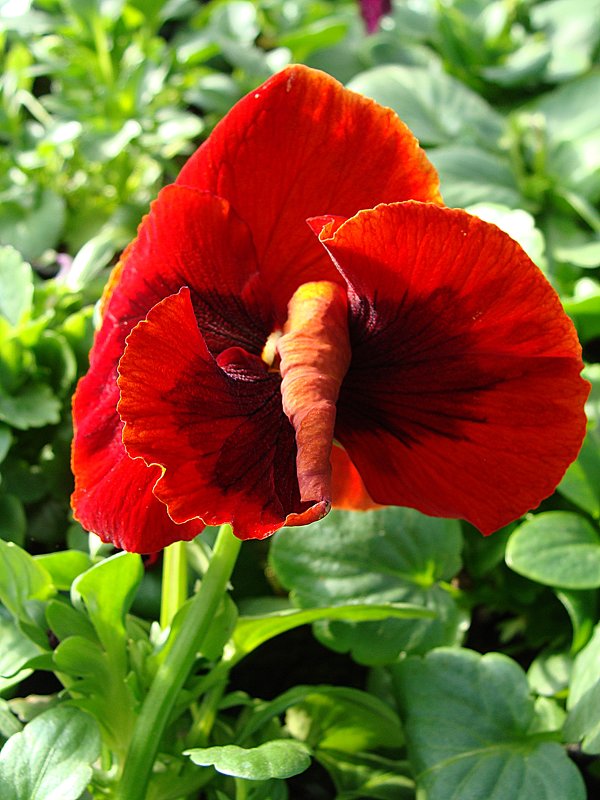 Viola x wittrockiana Red with Blotch - laana laadas