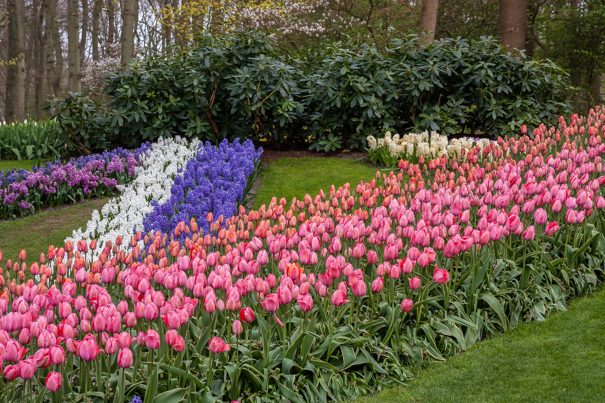 Tulips in Holland 04-2015 (16) - Arturs Ancans
