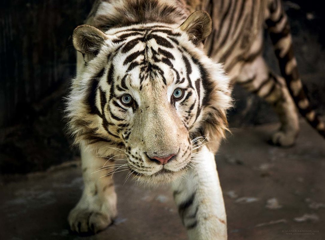 Тигр - Алексей Сазонов