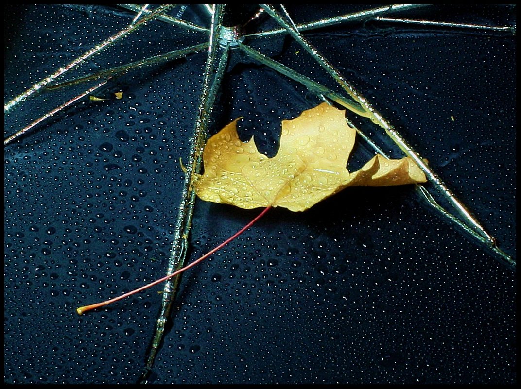 Зонт и  листик... и дождь... - Валерия  Полещикова 