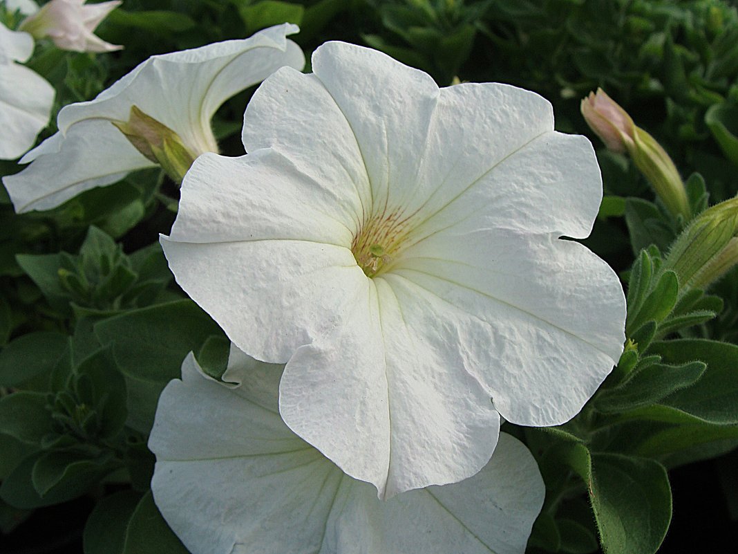 Petunia x atkinsiana Pegasus " Table White " - laana laadas