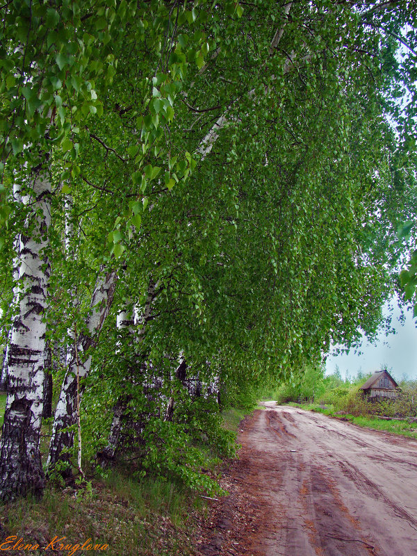 Березовый край - Елена Круглова