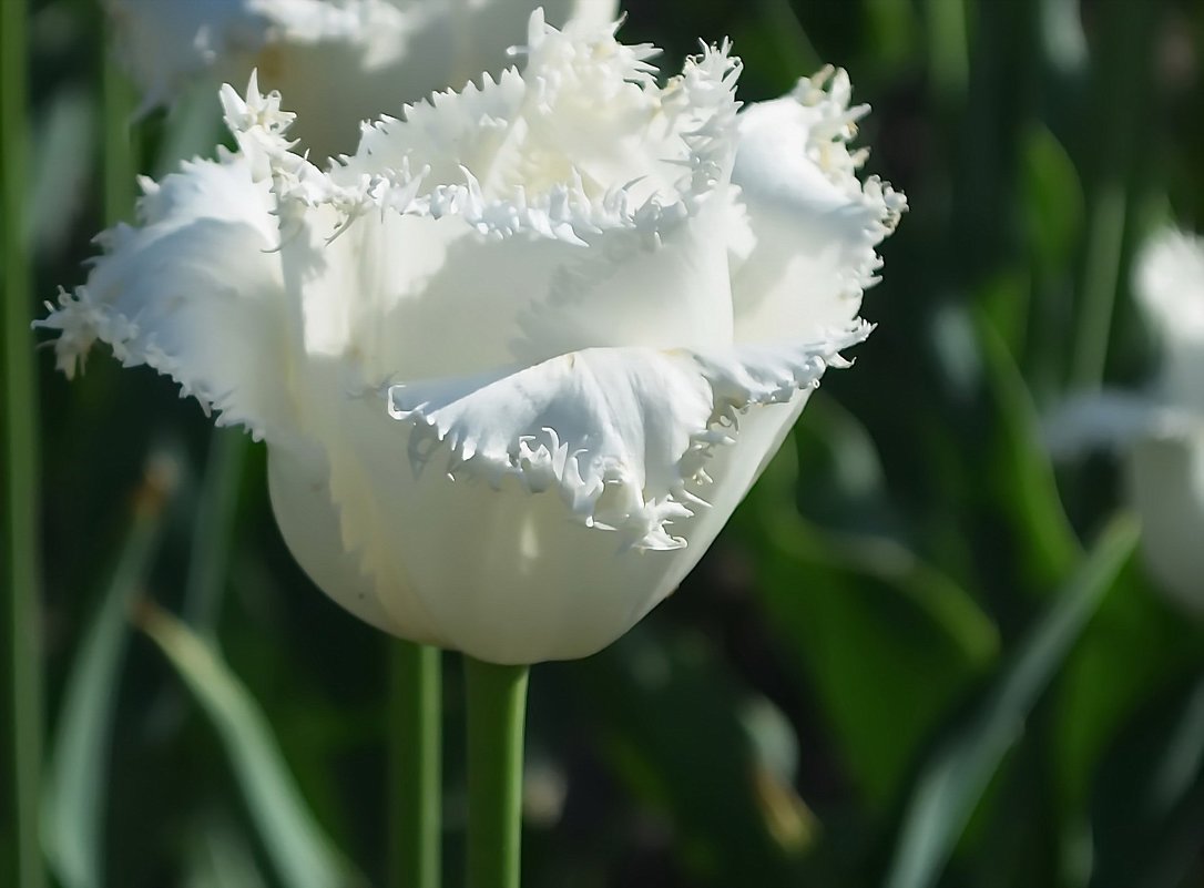 Белый тюльпан - Ростислав 