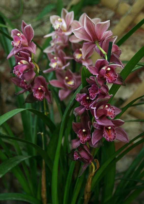 Орхидеи - lady-viola2014 -