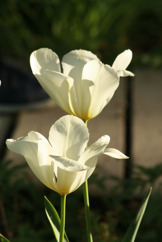 белые тюльпаны - mirtine 