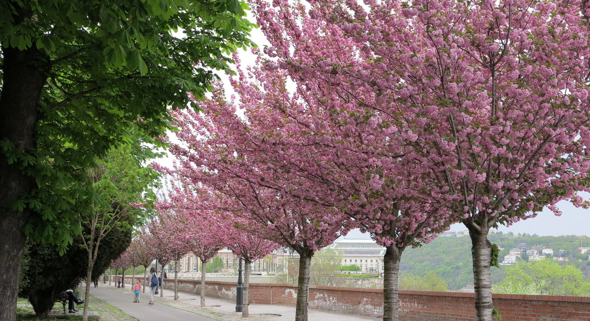 Весна в Будапеште - anna borisova 
