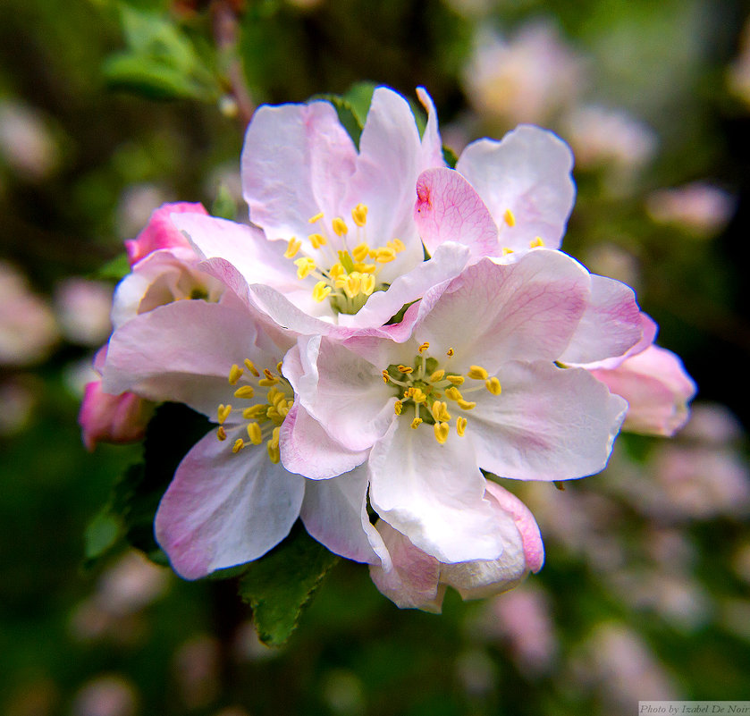 Яблоня цветет - Izabel 