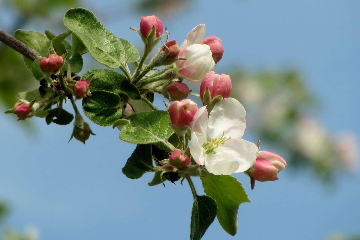 цветет яблоня - Valentina 