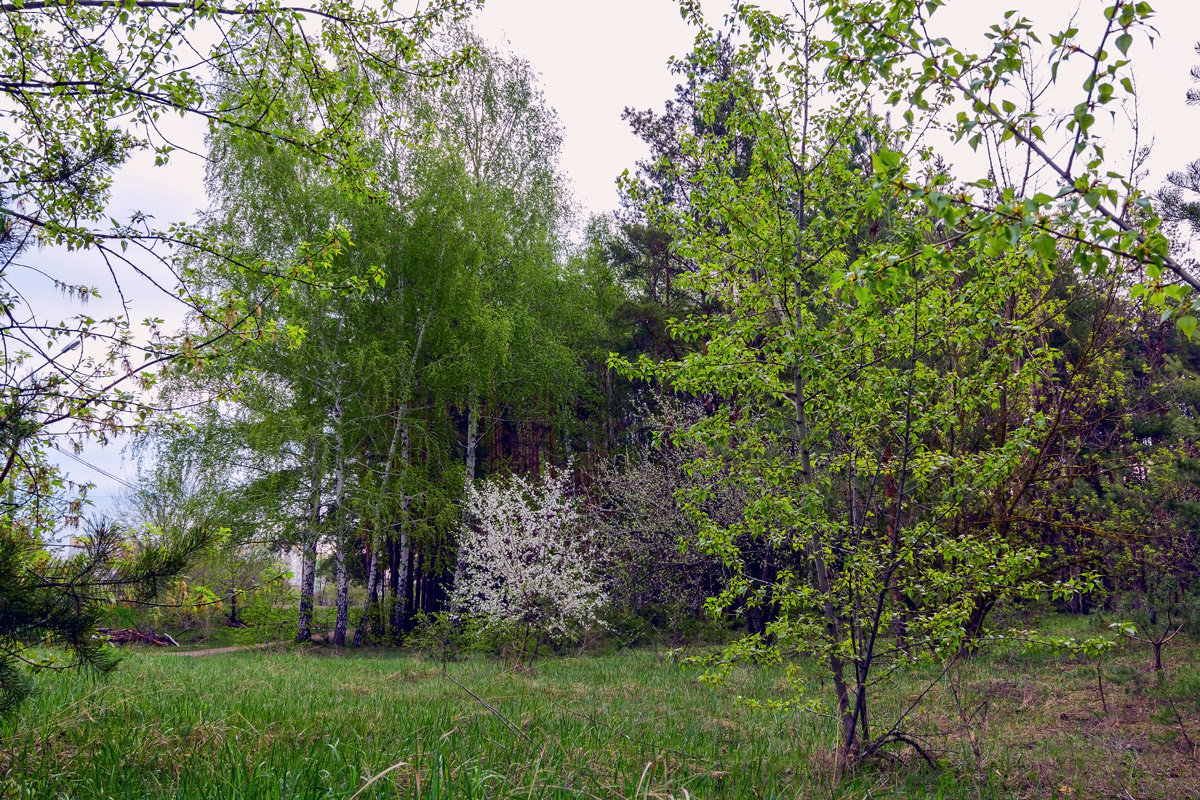 Цветущее дерево - Юрий Стародубцев