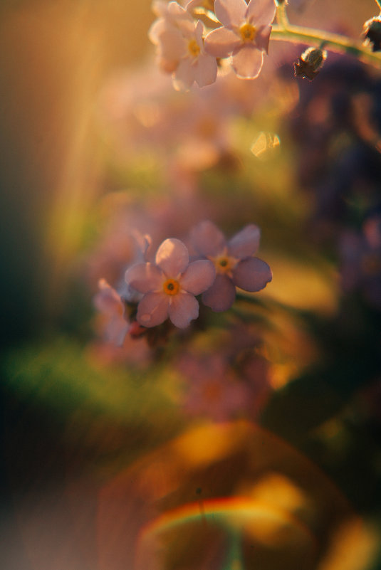 Цветочки на закате - Kamilla Gazizova