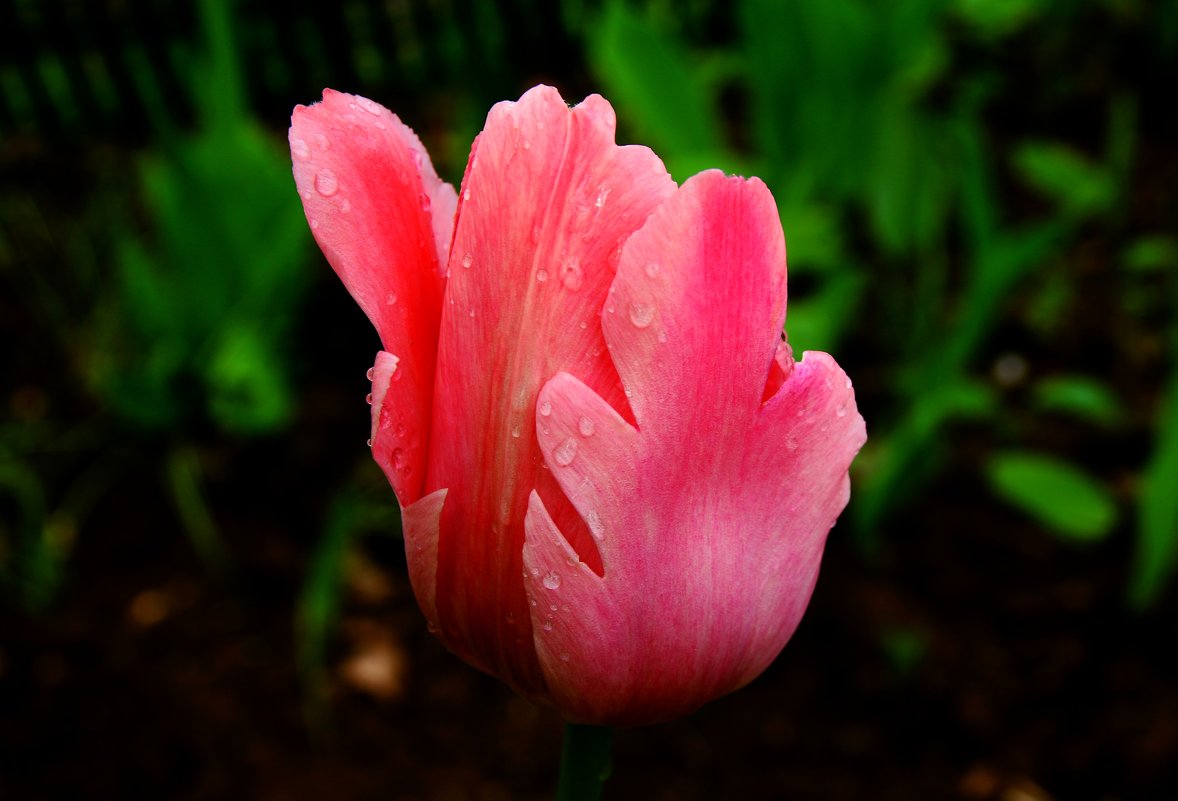 Тюльпан и весенний дождь - Damir Si