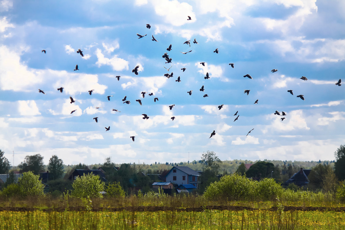 Птицы над полем - Денис Матвеев