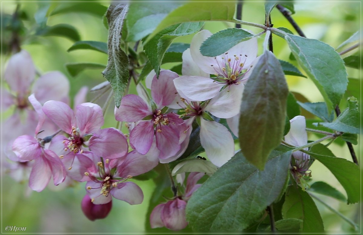 Яблонька,цветение - Ирэн 