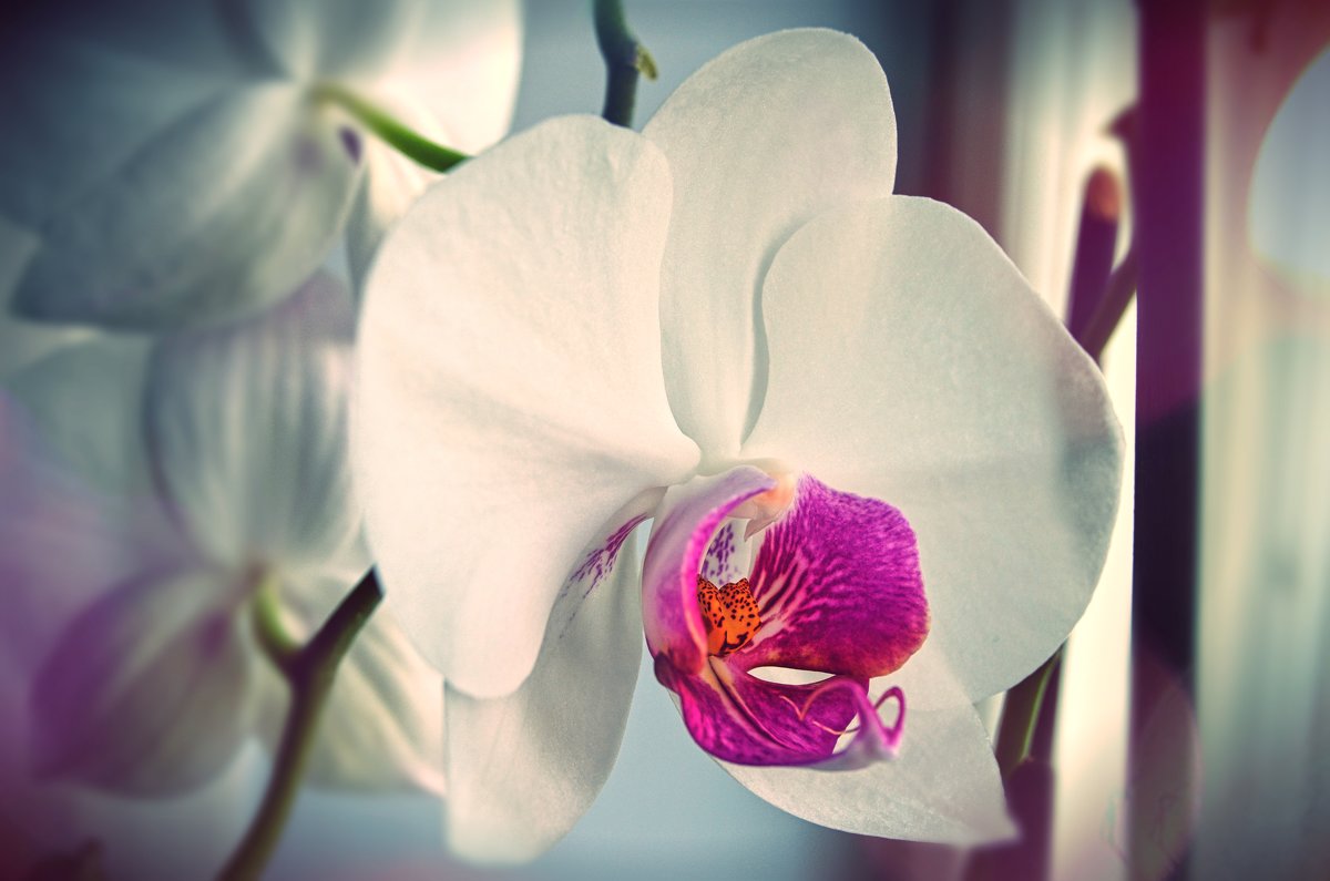 Орхидея - Наталья Изма