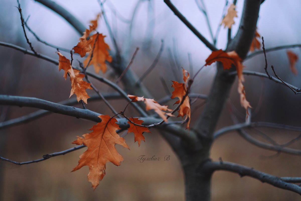 осенняя листва - Владимир Гулевич