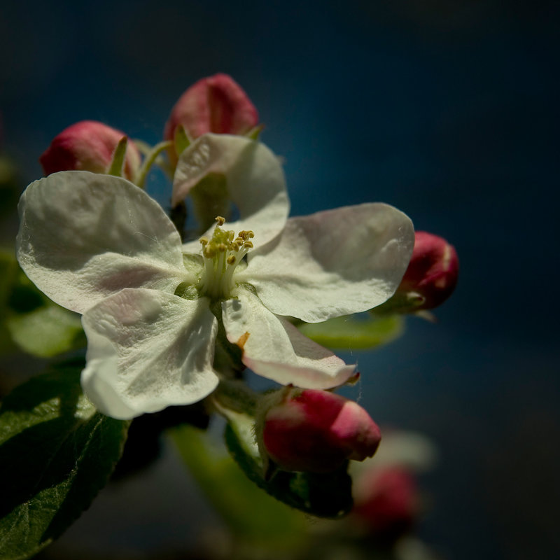 Цветущих яблонь... - antip49 antipof