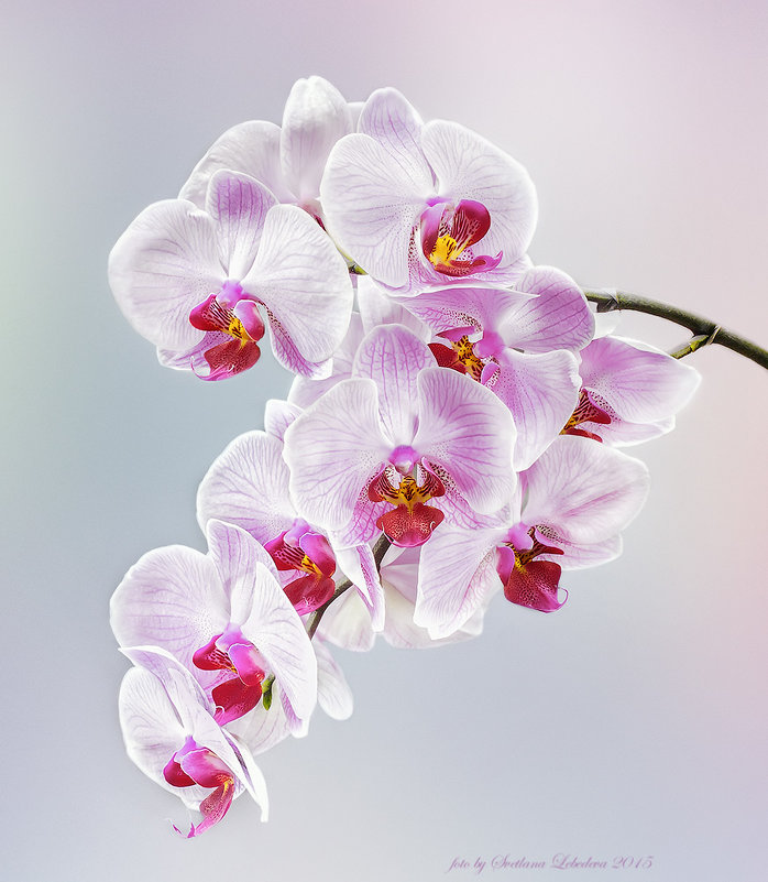 Орхидея на светлом фоне - Светлана Л.