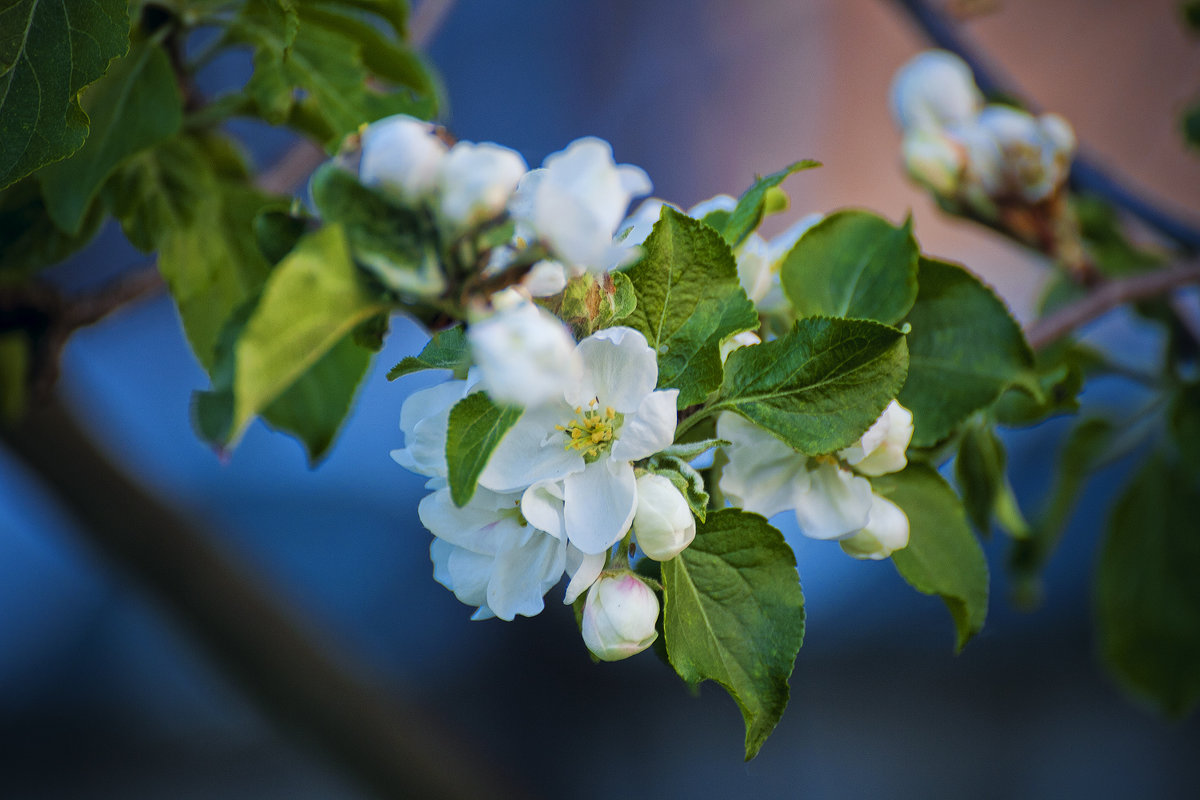 Время цветения яблонь - Boris Khershberg